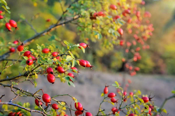 Wild rose bush with many ripe berries. Autumn is time — Stock Photo, Image