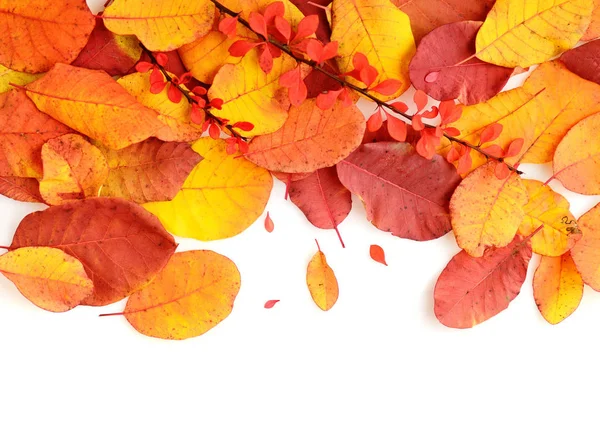 Folhas de outono coloridas isoladas no fundo branco — Fotografia de Stock