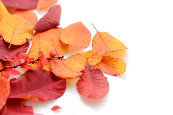 Barevné podzimní listy na bílém pozadí — Stock fotografie
