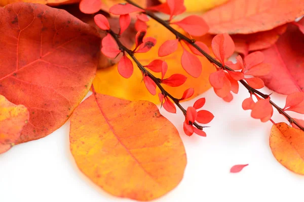 Folhas de outono coloridas no fundo branco — Fotografia de Stock