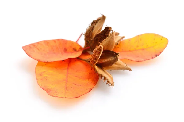 Nueces de haya con hojas de otoño sobre un fondo blanco — Foto de Stock