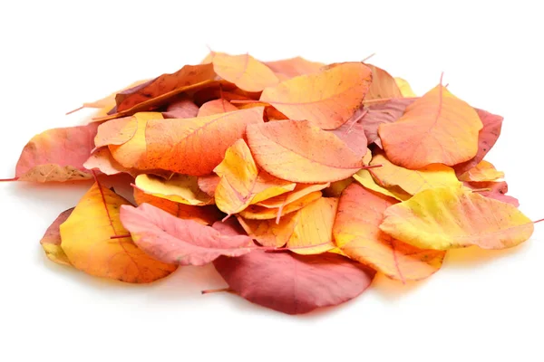 Una pila de hojas de otoño sobre fondo blanco — Foto de Stock