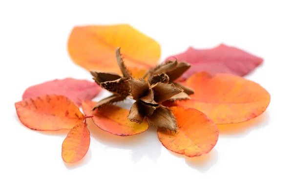 Nueces de haya con hojas de otoño sobre un fondo blanco — Foto de Stock