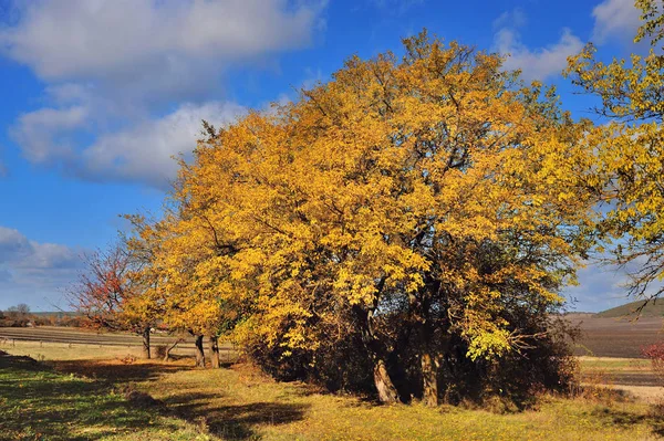 Güzel sonbahar manzara renkli ağaçlar ile. Güneşli gün — Stok fotoğraf