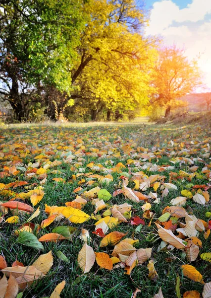Paisagem de outono com folhagem colorida em primeiro plano — Fotografia de Stock