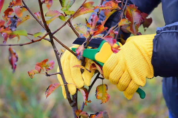 Руки с перчатками садовника выполняют ремонтные работы, осенью обрезают деревья — стоковое фото