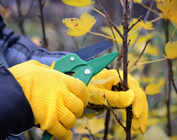 Manos con guantes de jardinero haciendo trabajos de mantenimiento, podando arbustos en otoño — Foto de Stock