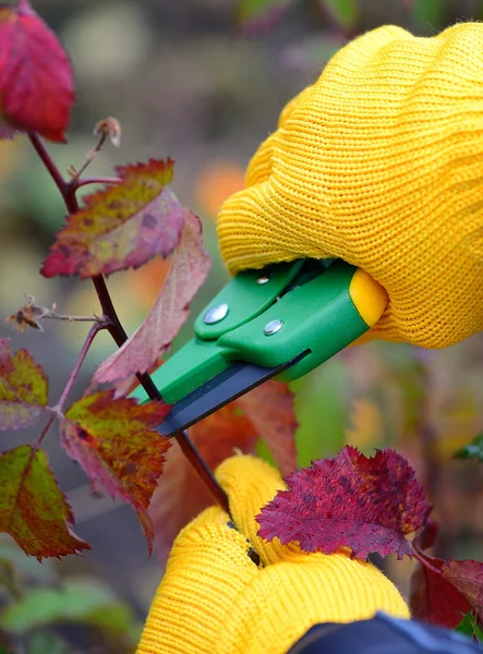 Ręce w rękawicach ogrodnik robi konserwacji działa, przycinanie krzewów jesienią — Zdjęcie stockowe