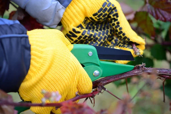 Kezét kesztyű Kertész csinál karbantartási munka, őszi bokrok metszése — Stock Fotó