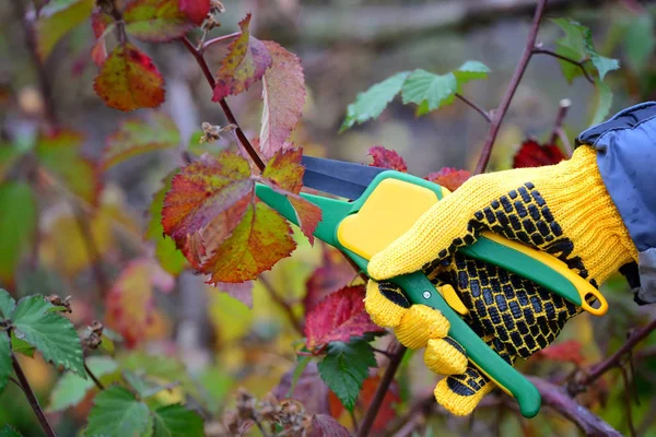Mãos com luvas de jardineiro fazendo trabalhos de manutenção, poda arbustos no outono — Fotografia de Stock