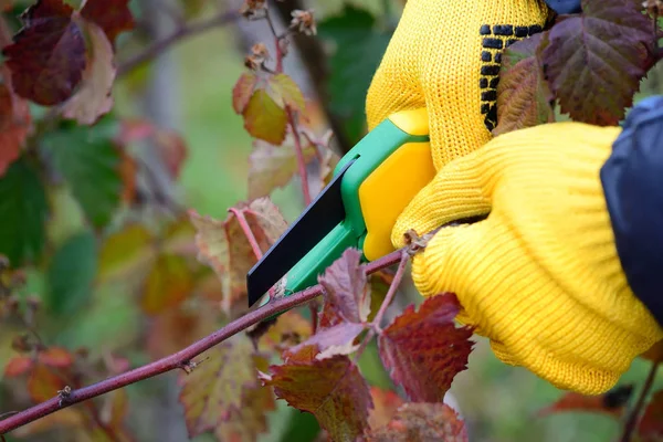 Kezét kesztyű Kertész csinál karbantartási munka, őszi bokrok metszése — Stock Fotó