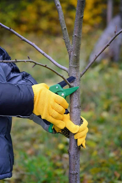 Mãos com luvas de jardineiro fazendo trabalhos de manutenção, poda de árvores no outono — Fotografia de Stock