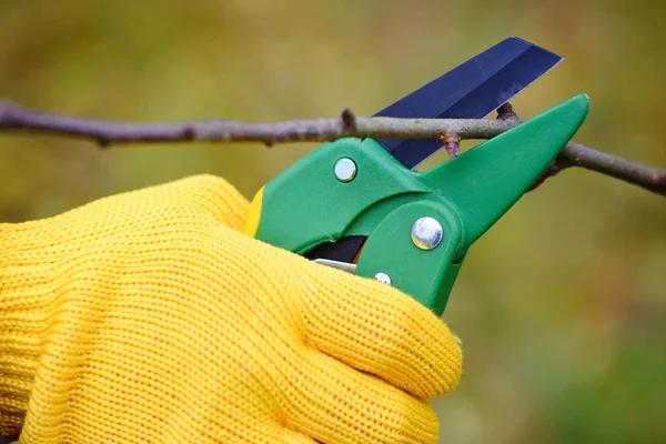 Mãos com luvas de jardineiro fazendo trabalhos de manutenção, poda de árvores no outono. Fechar — Fotografia de Stock