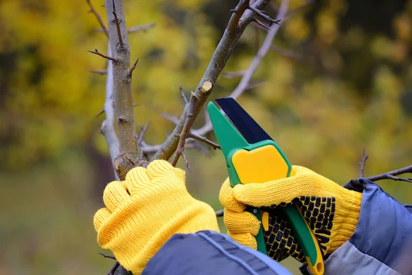 Manos con guantes de jardinero haciendo trabajos de mantenimiento, podando árboles en otoño — Foto de Stock