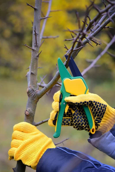 Mãos com luvas de jardineiro fazendo trabalhos de manutenção, poda de árvores no outono — Fotografia de Stock