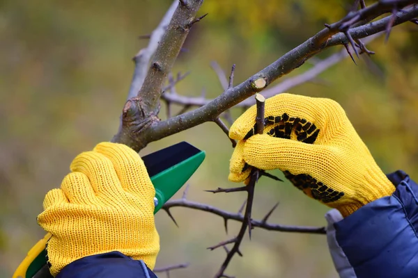Mãos com luvas de jardineiro fazendo trabalhos de manutenção, poda de árvores no outono — Fotografia de Stock