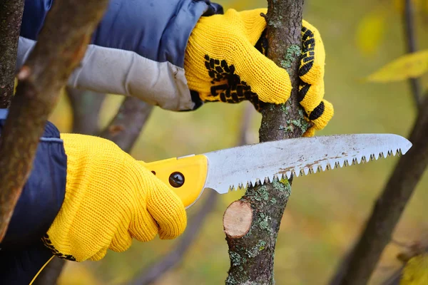 Mãos com luvas de jardineiro fazendo trabalhos de manutenção, poda de árvores no outono — Fotografia de Stock