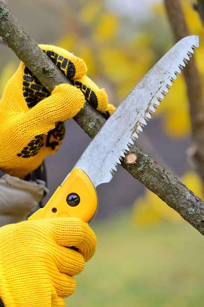 Mãos com luvas de jardineiro fazendo trabalhos de manutenção, poda de árvores no outono — Fotografia de Stock