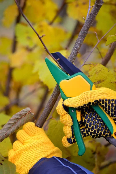 Kezek kesztyűvel kertészek elvégzése karbantartás, metszés fák ősszel — Stock Fotó