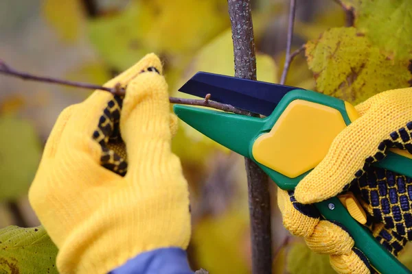 Mãos com luvas de jardineiro fazendo trabalhos de manutenção, poda arbustos no outono — Fotografia de Stock