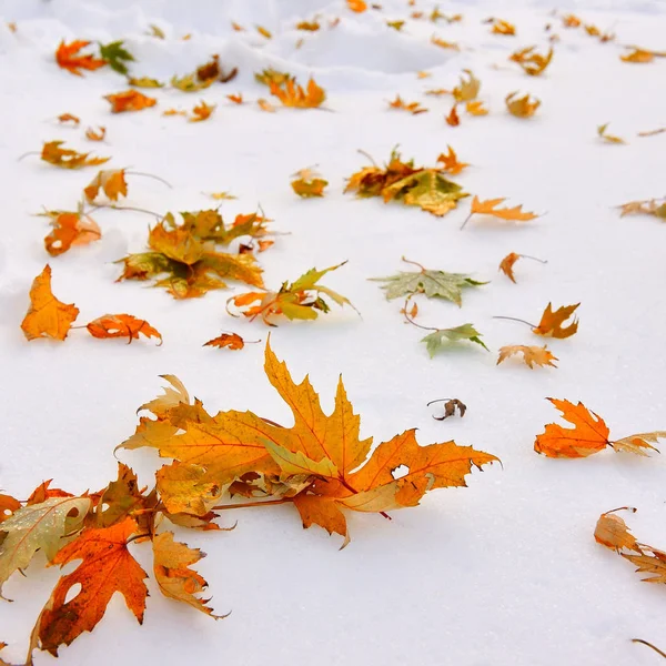 Färgglada lönnlöv på snön. Första snön — Stockfoto