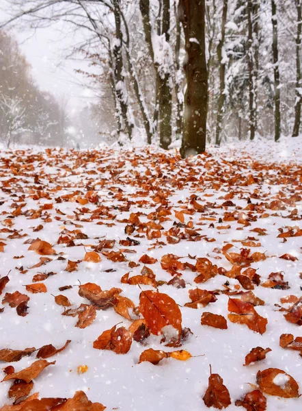 Första snön med hösten lämnar. Vinterlandskap i frostig dag. — Stockfoto