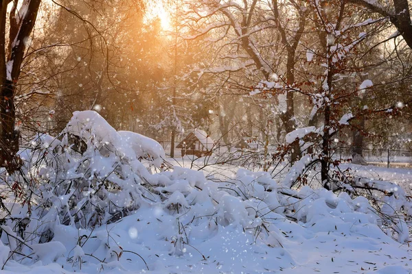 Vintern skog i en frostig solig dag — Stockfoto