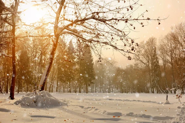 Prachtig winterlandschap met besneeuwde bomen — Stockfoto