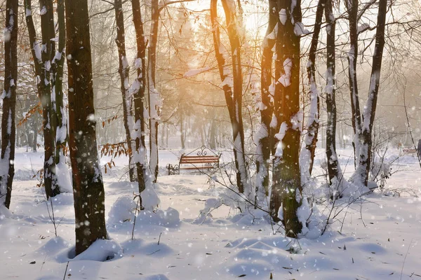 雪に覆われた木々の美しい冬の風景 — ストック写真