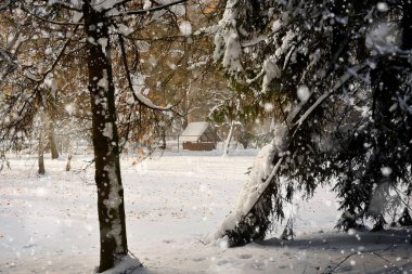kış soğuk ve güneşli bir gün ormanda