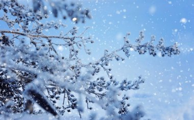 Sabah yakın çekim kuru bitkiler kışın donmuş