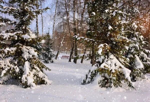 Hermoso paisaje de invierno con árboles cubiertos de nieve — Foto de Stock