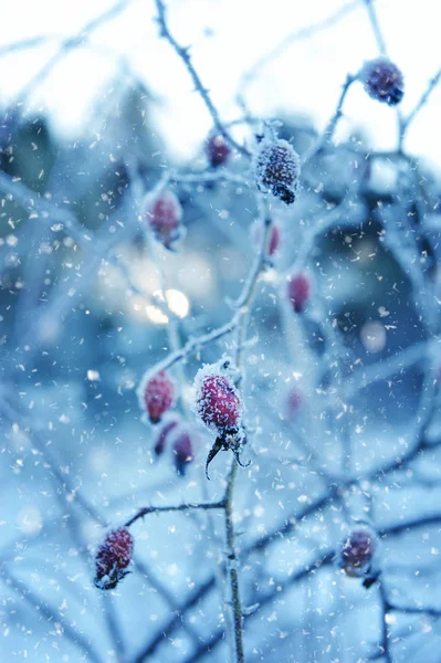 Röda Nypon bär med hoar frost — Stockfoto