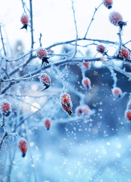 Röda Nypon bär med hoar frost — Stockfoto