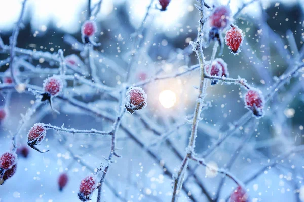 Röda Nypon bär med hoar frost — Stockfoto