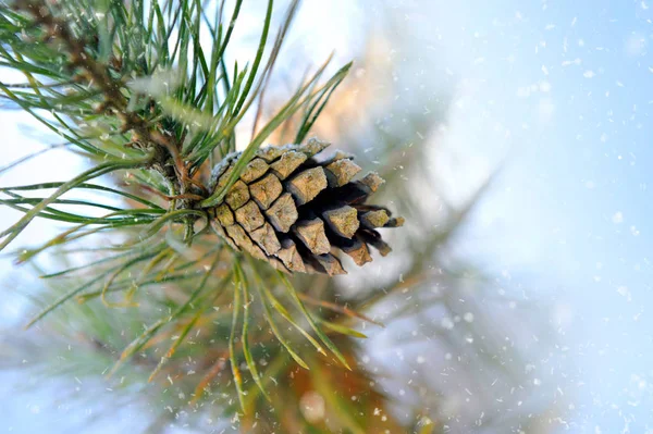 Pine Oddział z zimowych szyszka — Zdjęcie stockowe