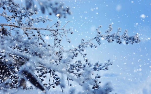 Frozen dry plants in morning close-up in winter — Stock Photo, Image