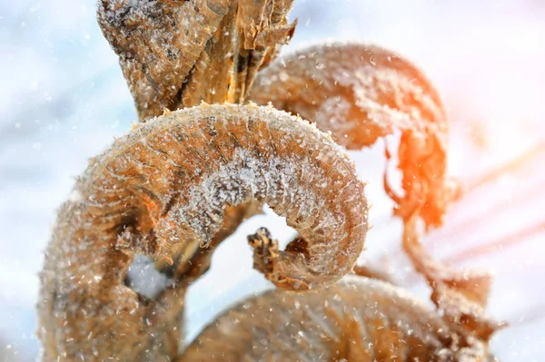 Plantas secas congeladas en el primer plano matutino en invierno —  Fotos de Stock