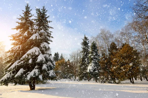 Beautiful winter landscape with snow covered trees Royalty Free Stock Photos