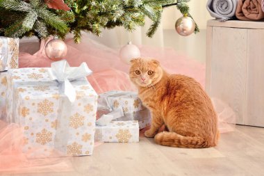 Yerli kedi İskoç Fold yakın hediyeler Noel ağacının altında ile çekim. Atmosferde tatil ve sıcaklık ve ev konforu.