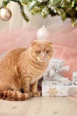 Yerli kedi İskoç Fold yakın hediyeler Noel ağacının altında ile çekim. Atmosferde tatil ve sıcaklık ve ev konforu.
