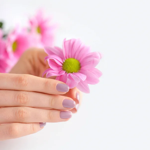 Mãos de uma mulher com manicure rosa em pregos e flores rosa em um fundo branco — Fotografia de Stock