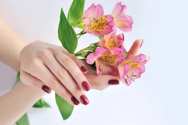 Las manos de una mujer con manicura de color rojo oscuro en las uñas y flores alstroemeria sobre un fondo blanco —  Fotos de Stock