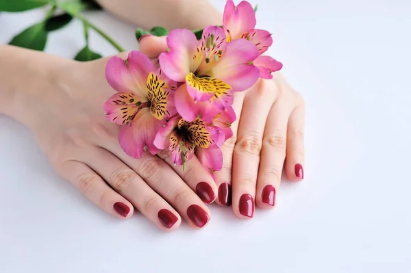 Mani di una donna con manicure rosso scuro su unghie e fiori alstroemeria su uno sfondo bianco — Foto Stock