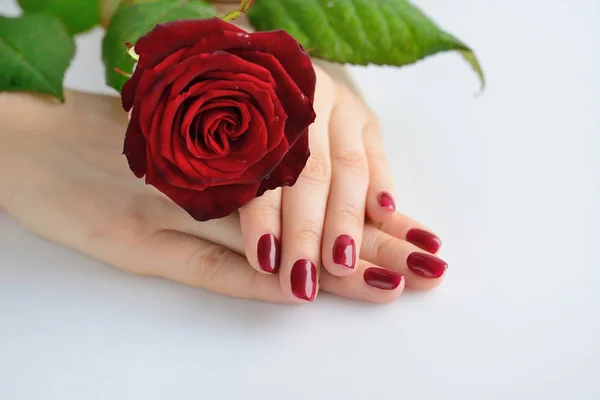 Mãos de uma mulher com manicure vermelho escuro com rosa vermelha no fundo branco — Fotografia de Stock