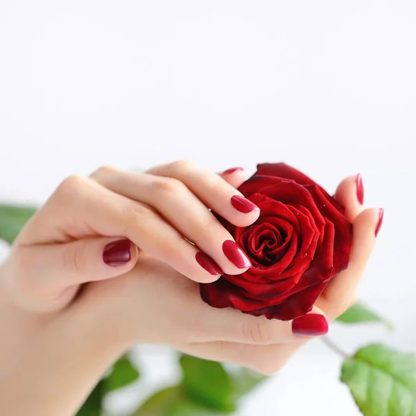 Ręce kobiety z ciemny czerwony manicure z czerwoną różą na białym tle — Zdjęcie stockowe
