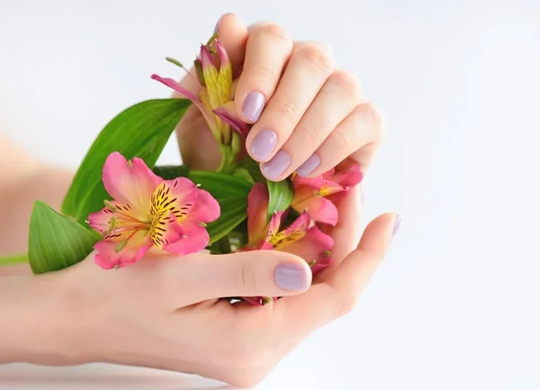 Hände einer Frau mit dunkelroter Maniküre auf Nägeln und Blumen Alstroemeria auf weißem Hintergrund — Stockfoto