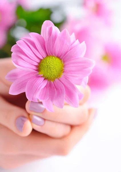 Rosa Blume in den Händen einer jungen Frau — Stockfoto