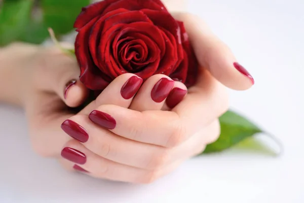 Ręce kobiety z ciemny czerwony manicure z czerwonych róż — Zdjęcie stockowe