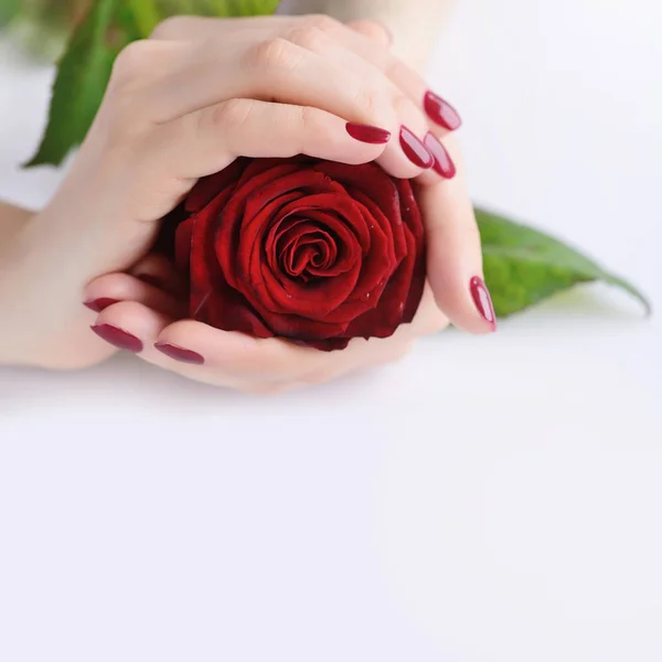 Ręce kobiety z ciemny czerwony manicure z czerwonych róż — Zdjęcie stockowe